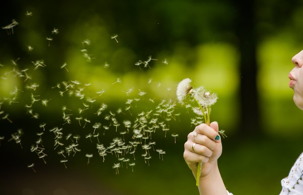 Eine Person hält eine Pusteblume in der Hand und pustet
