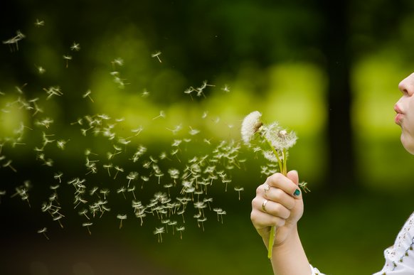 Eine Person hält eine Pusteblume in der Hand und pustet