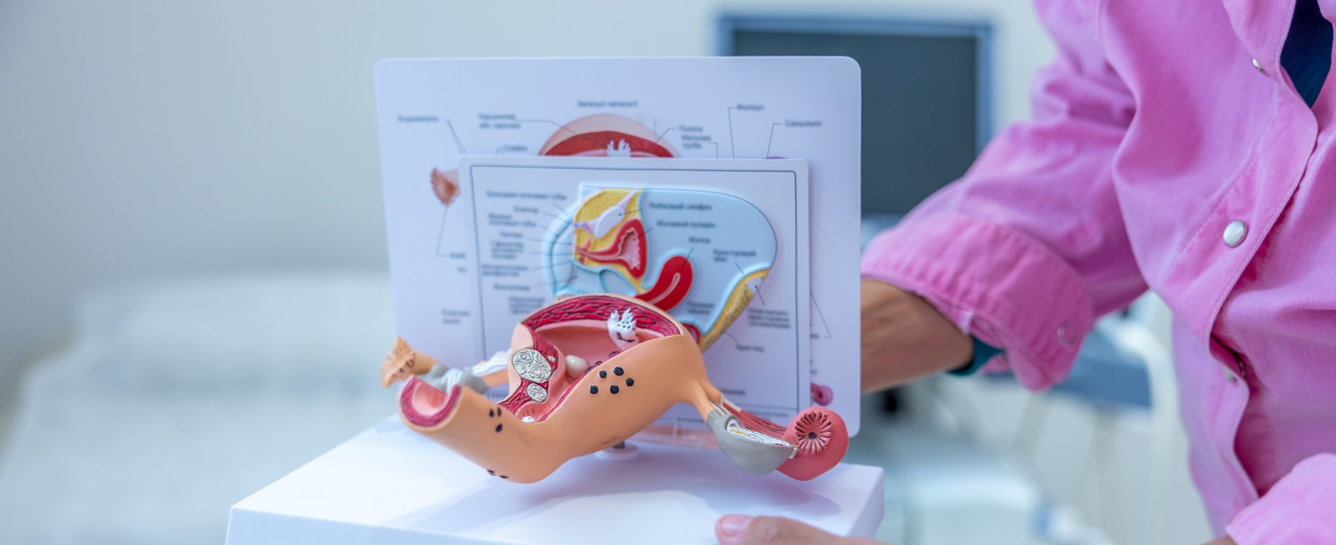 Anatomisches Modell